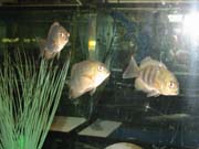 Aquarium3-23-05N