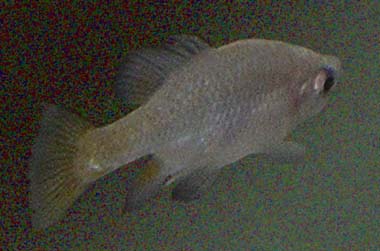 The golden skiffa or golden sawfin, (skiffa francesae) extinct in the wild. Maintained by Belle Isle Aquarium